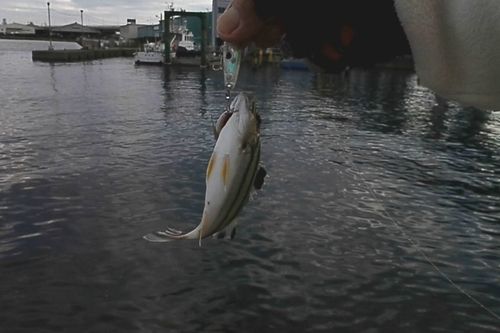 コトヒキの釣果