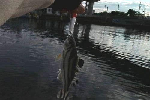 コトヒキの釣果