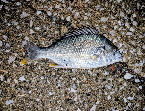 キビレの釣果