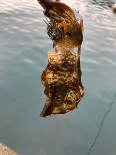 イカの釣果