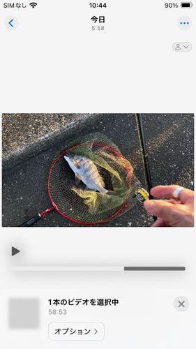 クロダイの釣果