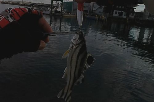 コトヒキの釣果