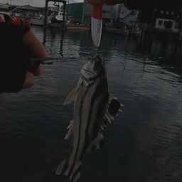 コトヒキ