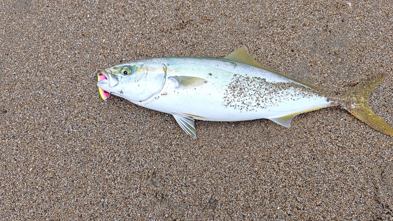 オールウェイク 109 モンスターフィネス リミテッド ジャンプライズ オールウェイク109モンスターフィネスリミテッドを徹底