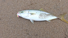 ワカシの釣果