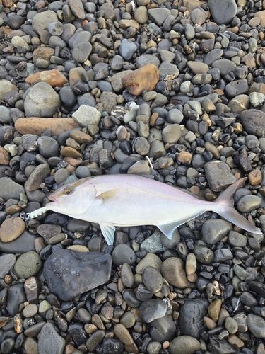 ショゴの釣果