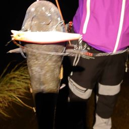 アメリカナマズ