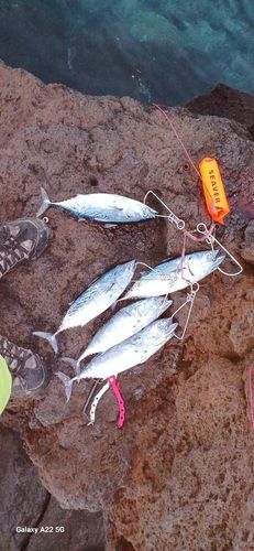 スマガツオの釣果