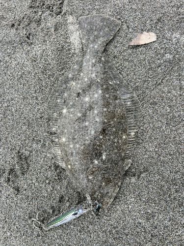 ソゲの釣果