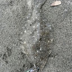 ソゲ