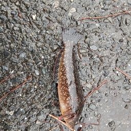 アイナメ