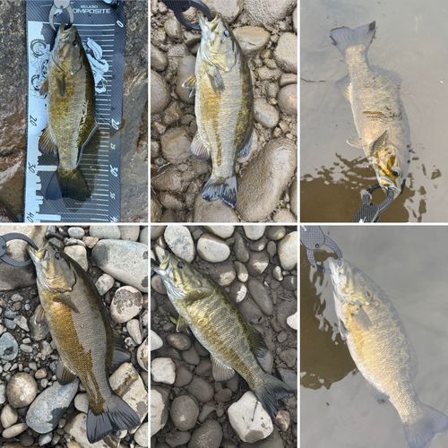 スモールマウスバスの釣果