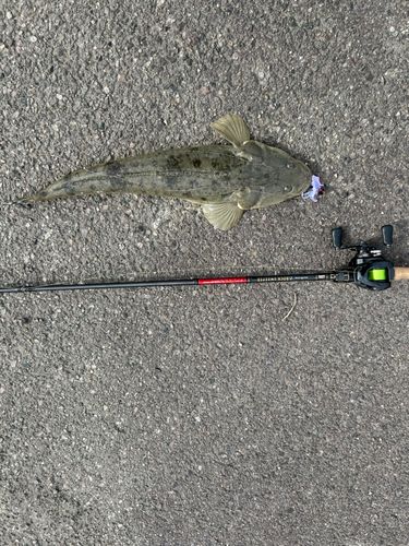 マゴチの釣果