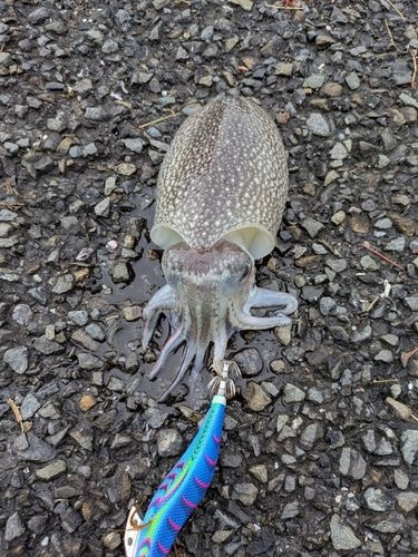 シリヤケイカの釣果