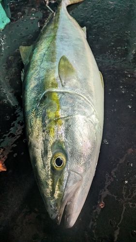 ブリの釣果