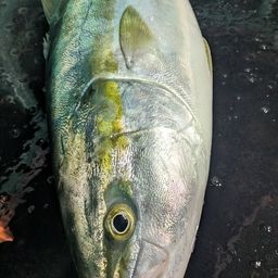 ブリ