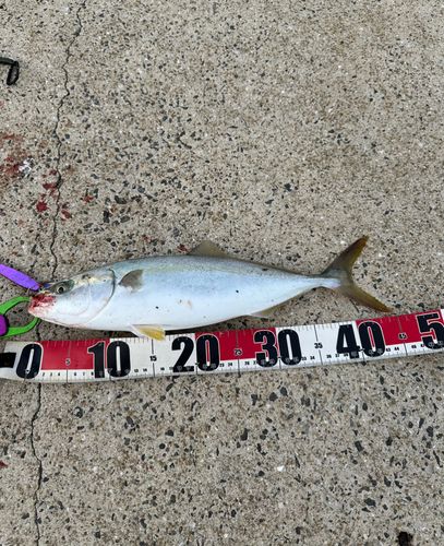 ヤズの釣果