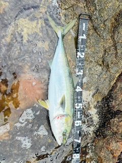 イナダの釣果