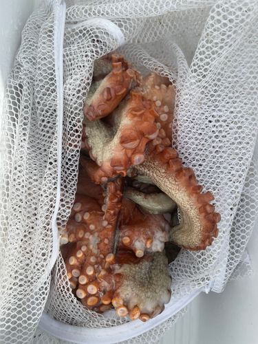 タコの釣果