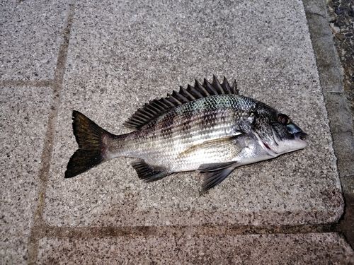 チヌの釣果