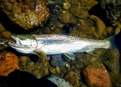 ブラウントラウトの釣果