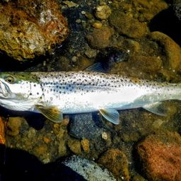 ブラウントラウト