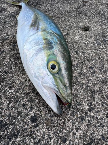 イナダの釣果