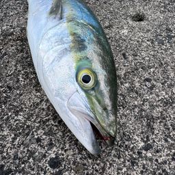イナダ