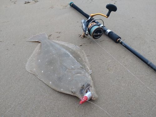 ヒラメの釣果