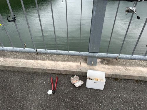 ワカサギの釣果