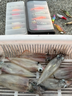 ヤリイカの釣果
