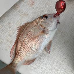 マダイ