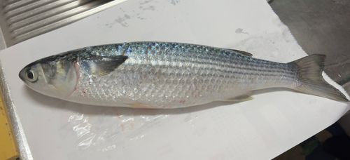 糸島半島