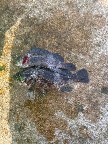 メバルの釣果