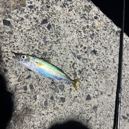 サバ