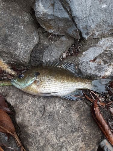 ブルーギルの釣果