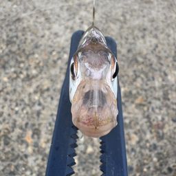 ヒイラギ