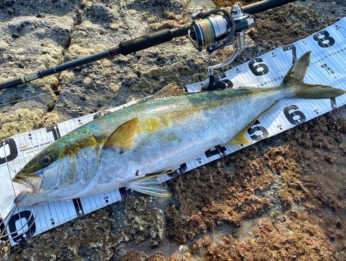 ヒラマサの釣果
