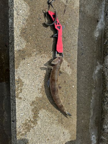 エソの釣果
