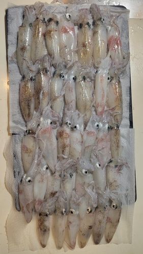 マメイカの釣果