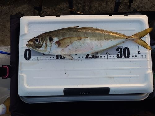 マアジの釣果