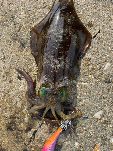 アオリイカの釣果