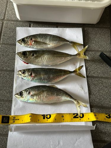 アジの釣果