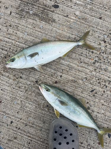 ヤズの釣果