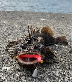 カジカの釣果