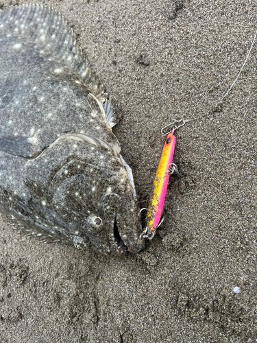 ヒラメの釣果