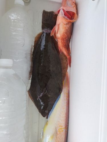 アマダイの釣果