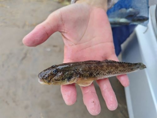 マハゼの釣果