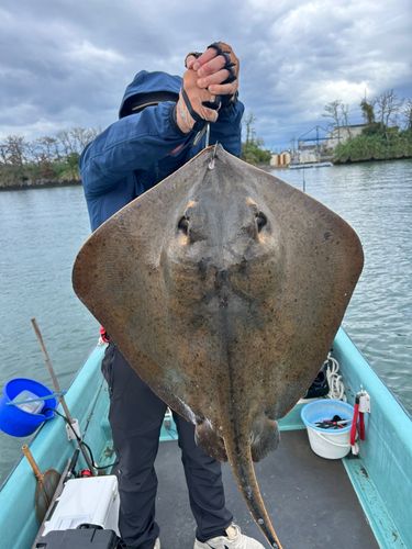 アカエイの釣果