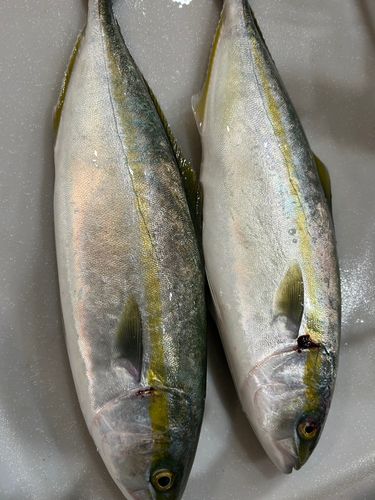 ヤズの釣果